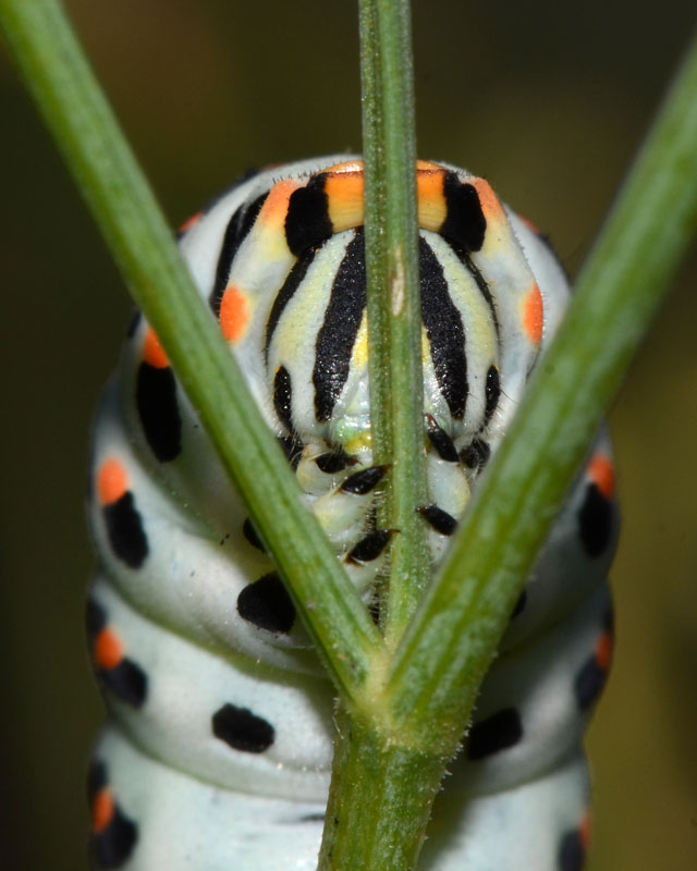 Bruco di Papilio machaon